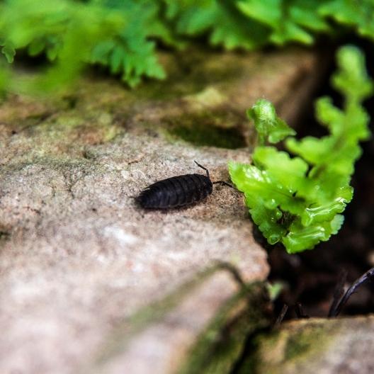 pill bug