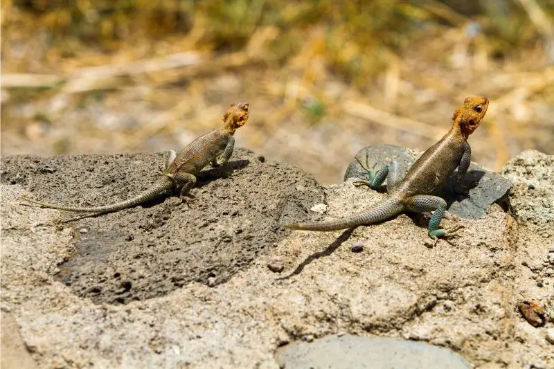 reptiles in sun