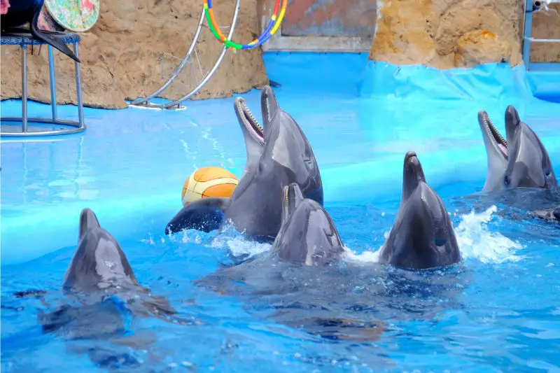 Dolphinarium