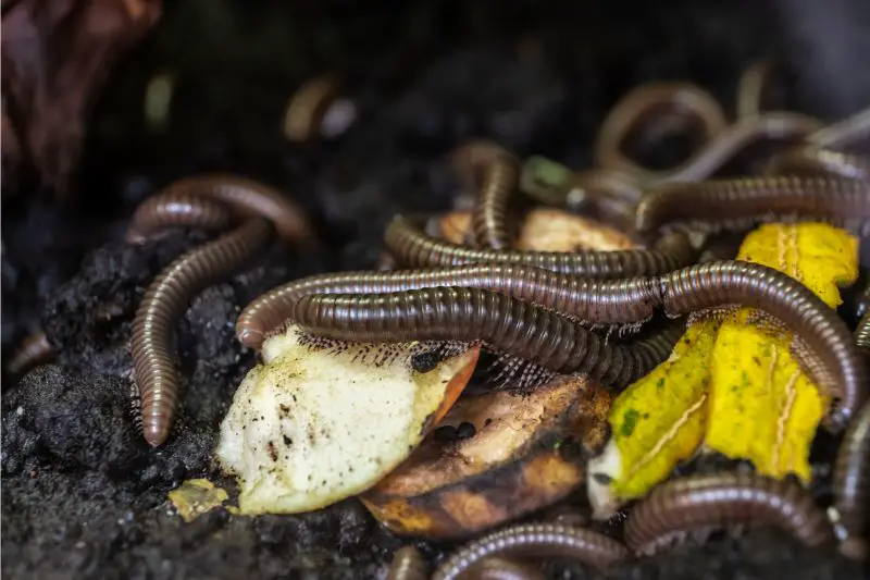 Millipedes