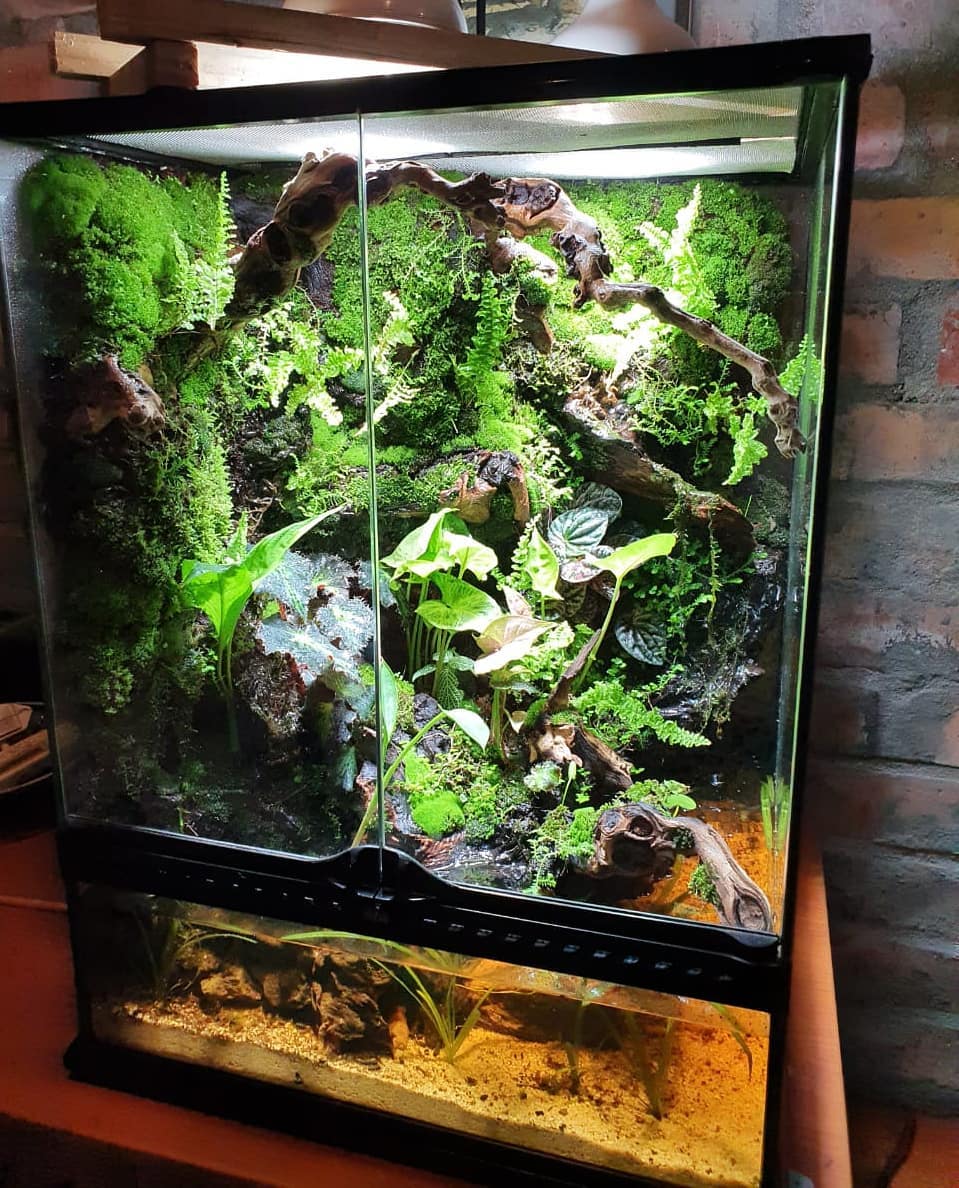 Terrarium vs Vivarium vs Paludarium (How Many More Ariums?) – Vivarium ...