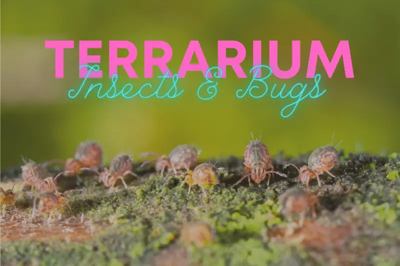 Closed Terrarium Insects & Bugs (Are They Really Needed?) Vivarium Vibes