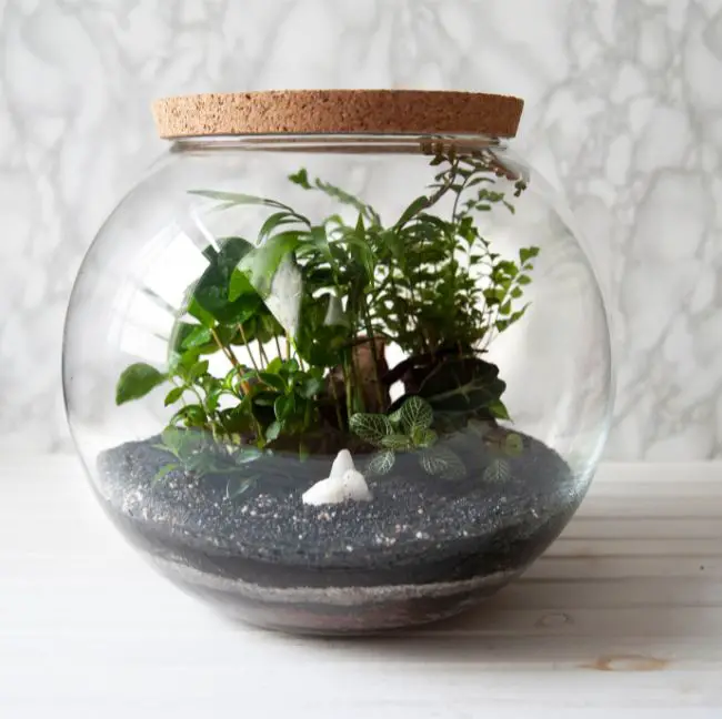 closed terrarium