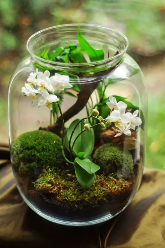 flowers in terrarium