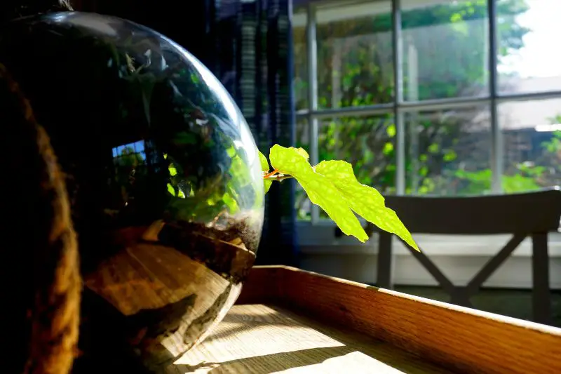 light on terrarium