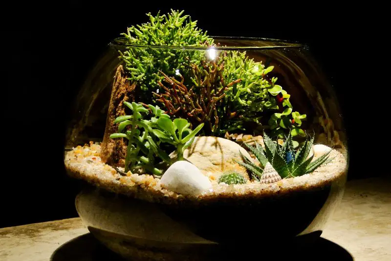 open terrarium