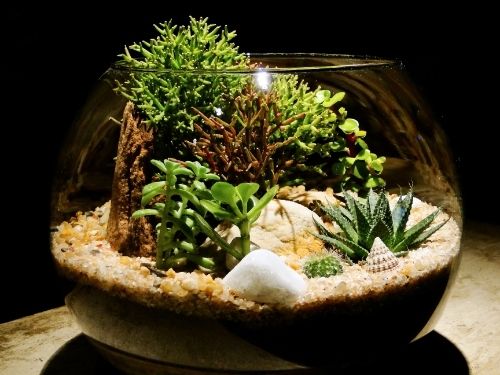 plant terrarium 2