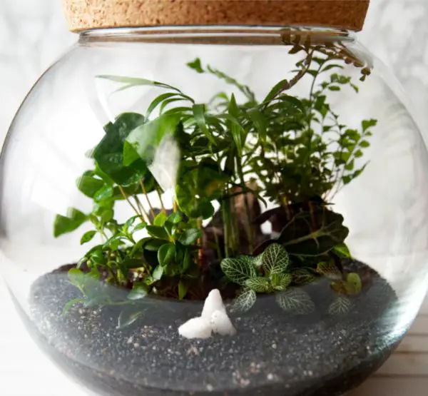 plants in terrarium