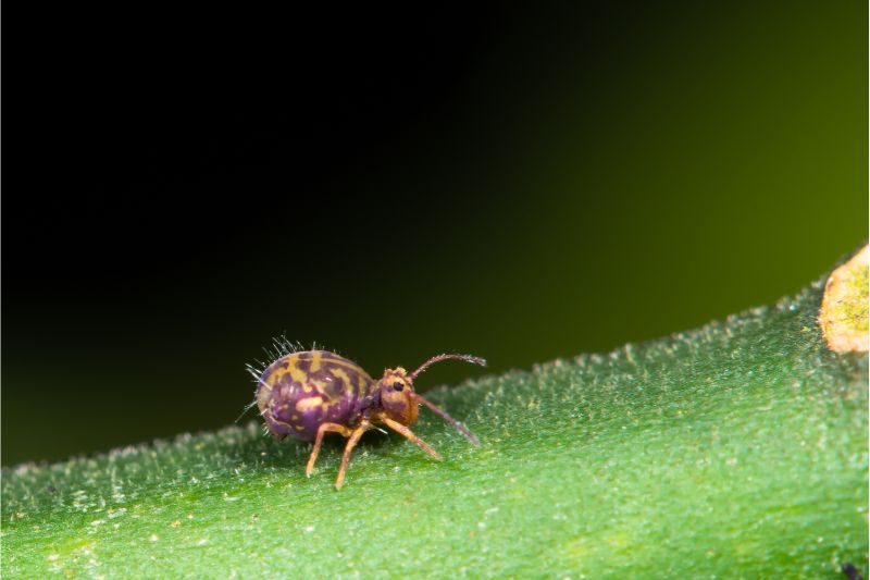 springtail