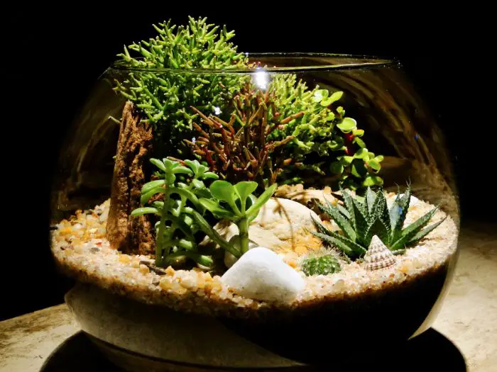 terrarium