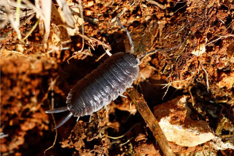 woodlice