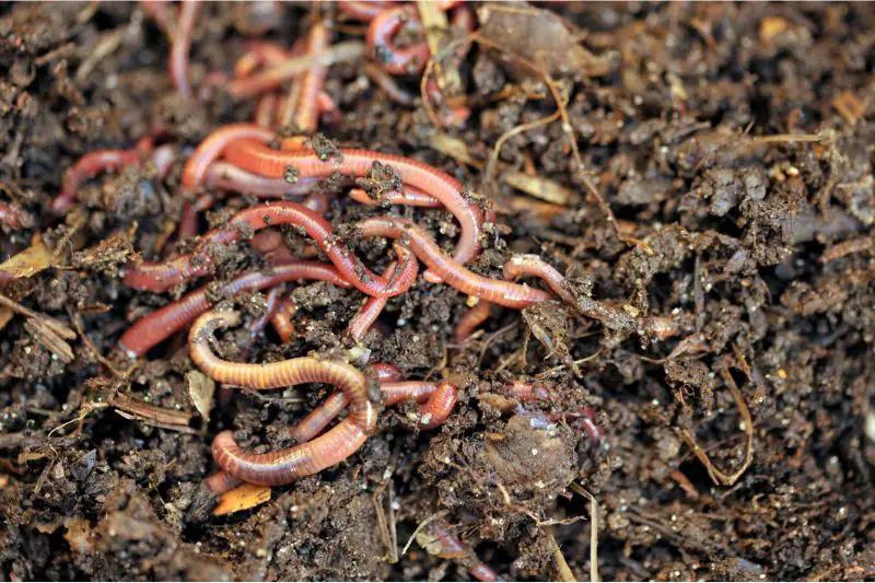 worms