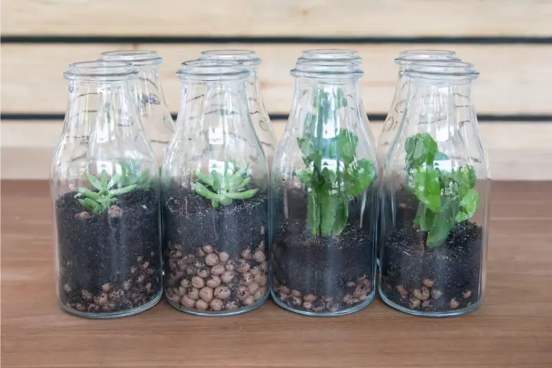 bottle terrariums