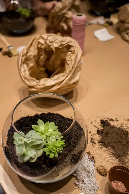 suculent terrarium soil