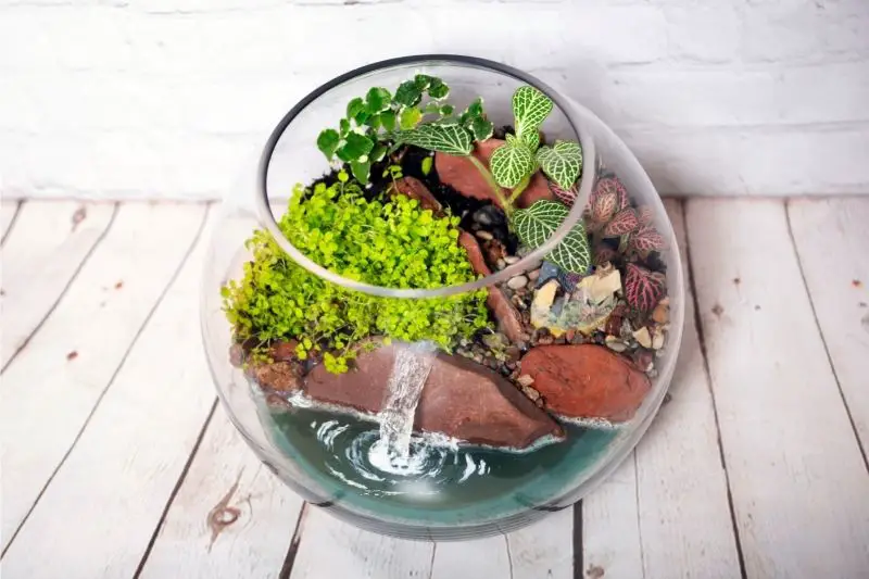 water terrarium