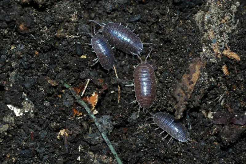 Terrarium isopods