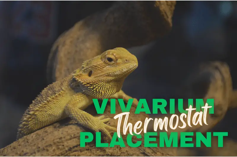 Best Placement for a Vivarium Thermostat (Must See Tips!) Vivarium Vibes