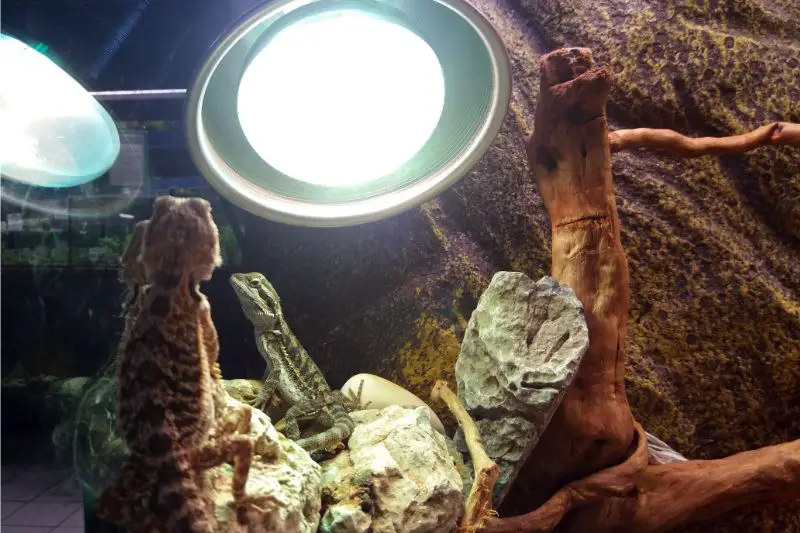 heat lamp with reptiles