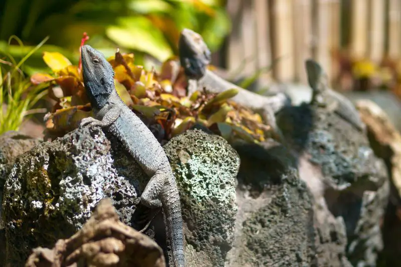 lizards basking