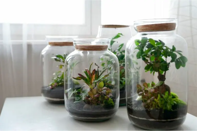 Terrarium Ecosystems Miniature Worlds Explained Vivarium Vibes