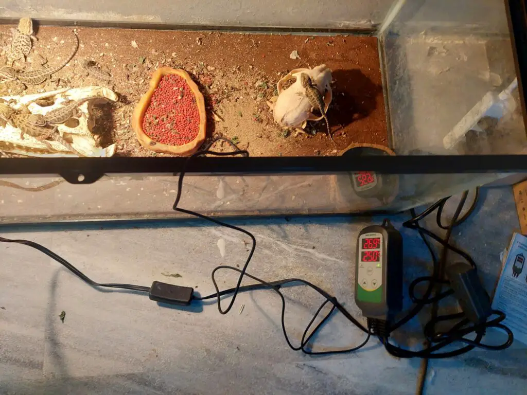 bearded dragon with thermostat