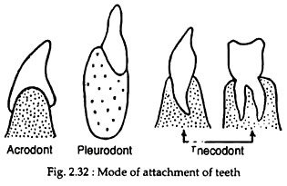 types of teeth